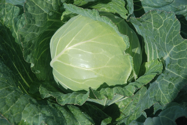 A close up of a cabbage growing on a ½ acre plot by the Department of Agriculture at the Prospect Agricultural Station
