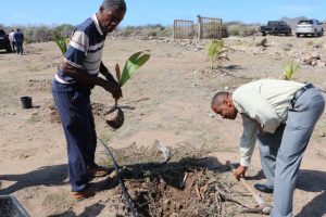 Hon. Eric Evelyn, Minister of Social Development and Culture, picks up a tool to plant a tree at the Nevis Historical and Conservation Society’s New River Coconut Walk Reforestation Project in St. James’ Parish with assistance from the Project Coordinator Mr. Keithley Amory on April 23, 2019