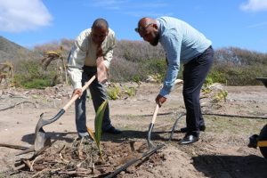 Hon. Eric Evelyn, Minister of Culture, plants a local coconut tree at the Nevis Historical Conservation Society’s New River Coconut Walk Restoration Project on April 23, 2019 with assistance from Mr. Huey Sargeant, Permanent Secretary in the Ministry of Agriculture