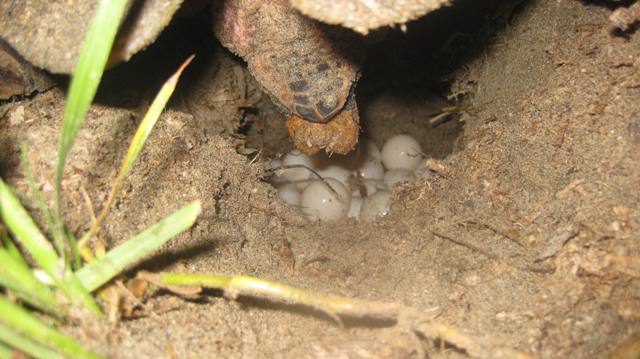 A turtle named Ginger by the Nevis Turtle Group, laying her eggs on the a beach on Nevis nine years ago (photo courtesy Nevis Turtle Group)