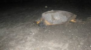 A turtle named Ginger by the Nevis Turtle Group, leaves the shores of Nevis after nesting on one of the island’s beaches nine years ago (photo courtesy Nevis Turtle Group)