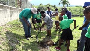 Ms. Norlene Smithen, Principal of the St. Thomas' Primary School, planting a fruit tree with students on the school grounds on January 29, 2020, at the launch of a tree planting programme by the Ministry and Department of Agriculture on Nevis