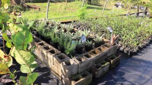 Some of the landscaping plants being propagated at a nursery in Cades Bay under the leadership of Mr. Vincent Lai, Consultant at the Taiwan Technical Mission in St. Kitts and Nevis who is spearheading the St. Kitts and Nevis Pinney’s Beach Park Project on February 13, 2020