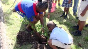 Mrs. Ellen Grant, Principal of the Maude Crosse Preparatory School, plants a tree with a student as part of a collaborative effort by Trade and Consumer Affairs Department and the Department of Agriculture in its islandwide environmentally-friendly tree planting project
