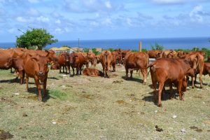 Livestock at the Department of Agriculture’s farm in Maddens (file photo)
