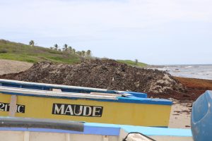 One of several piles of sargassum cleared from the shores at Indian Castle Bay with assistance from the Nevis Island Administration  