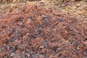 A mound of rotting sargassum on the beach at Indian Castle Bay on August 11, 2021
