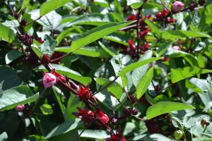 Sorrel cultivated on Nevis in bloom